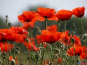 За мак самосейку - штраф не на копейку